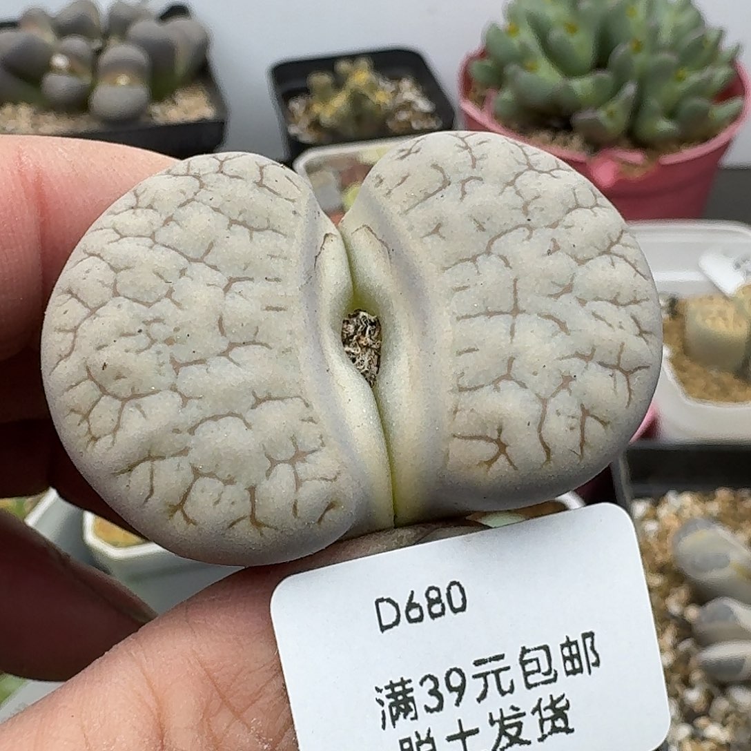 680多肉哈哈哈哈底部有干疤介意勿拍