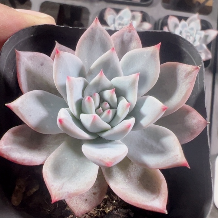 粉蓝鸟精品多肉植物大战