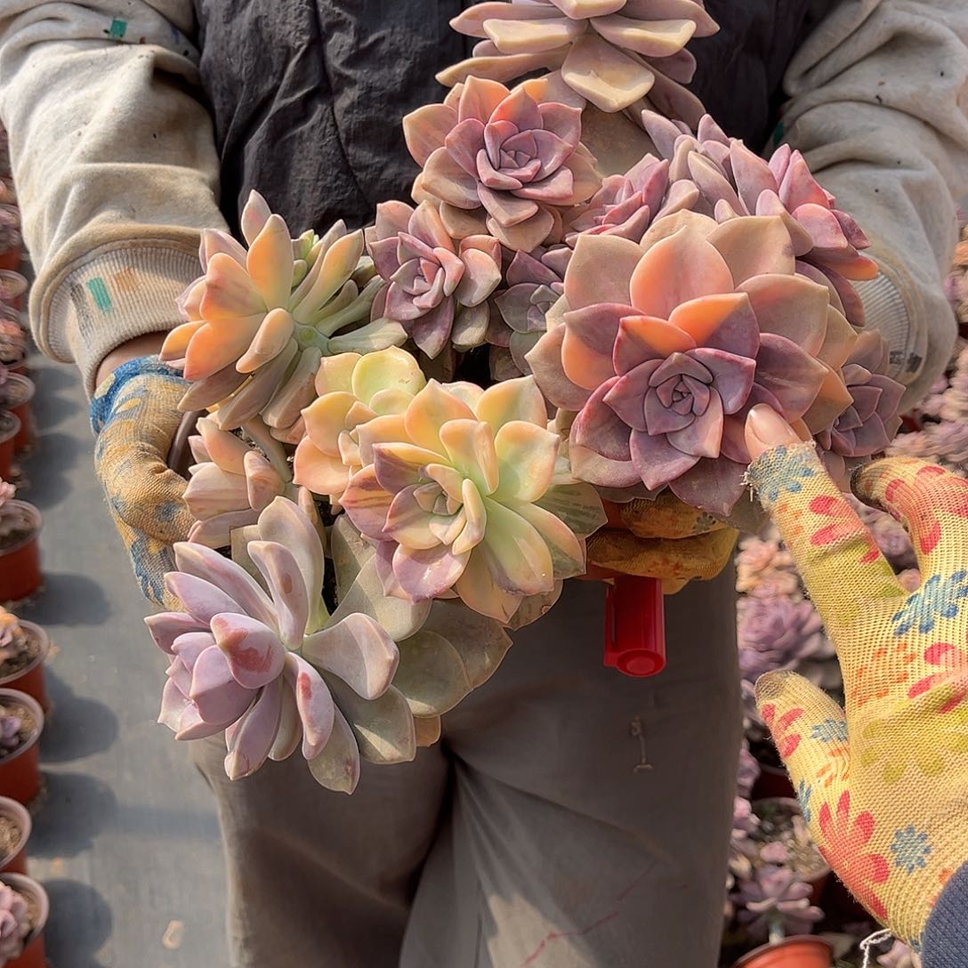 两****儿多肉植物紫乐景两颗Z20