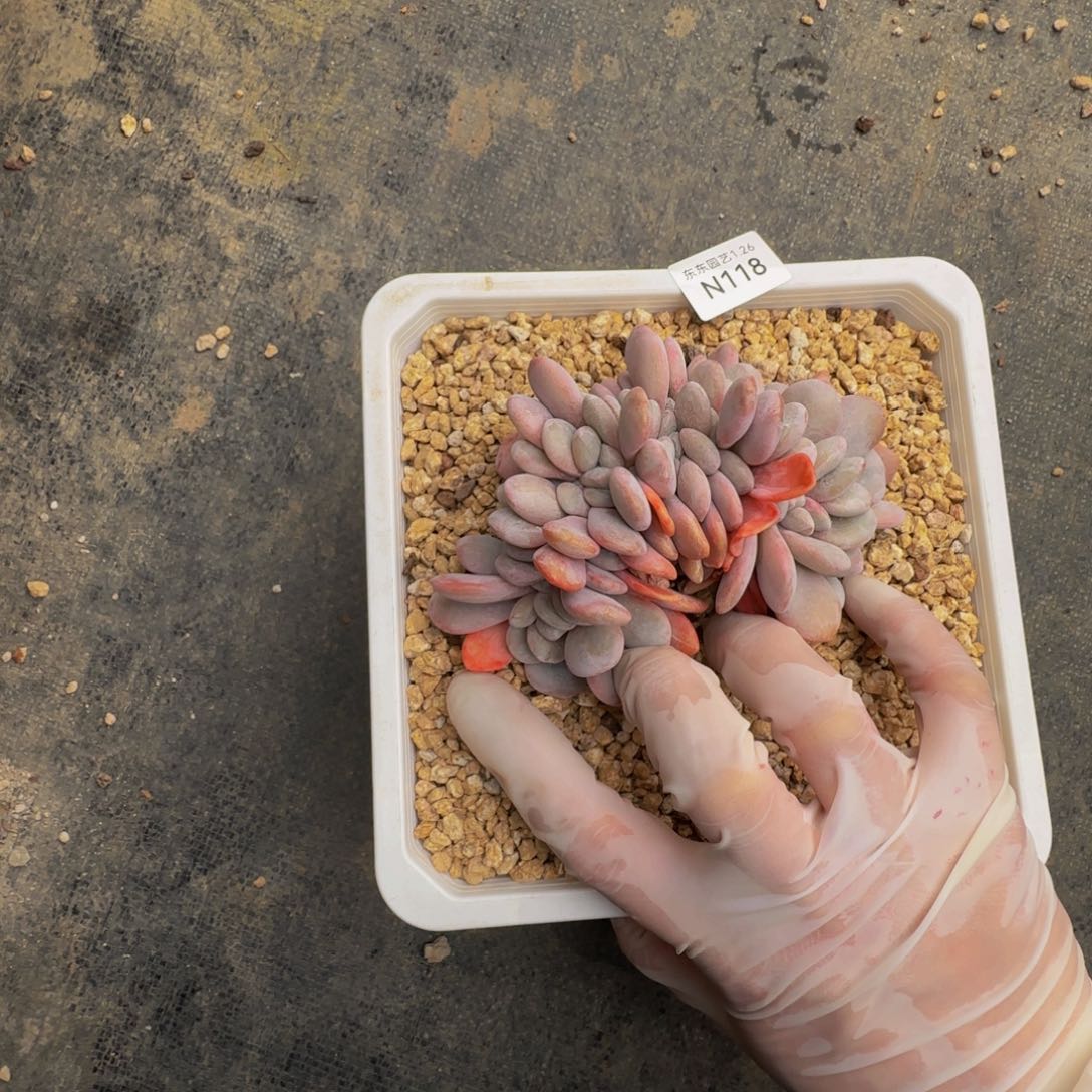 n n n n n n n n 118