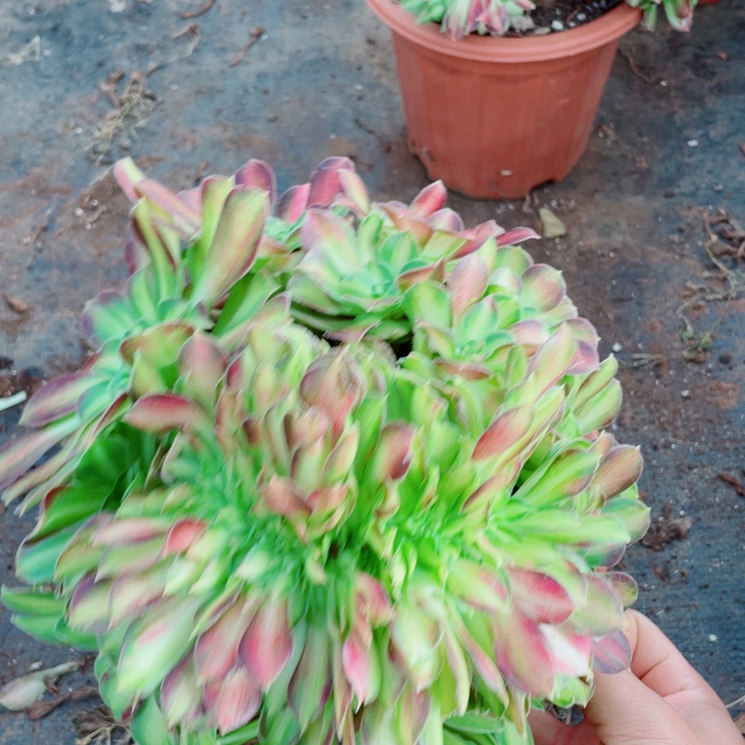 259号韶华缀化多肉植物法师