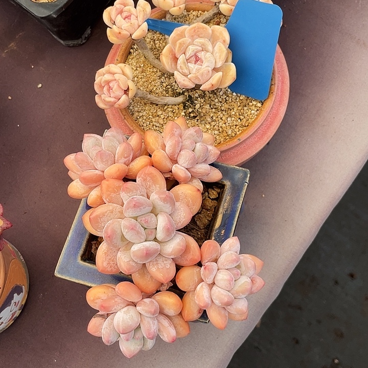 屿***香水汉堡两个发货