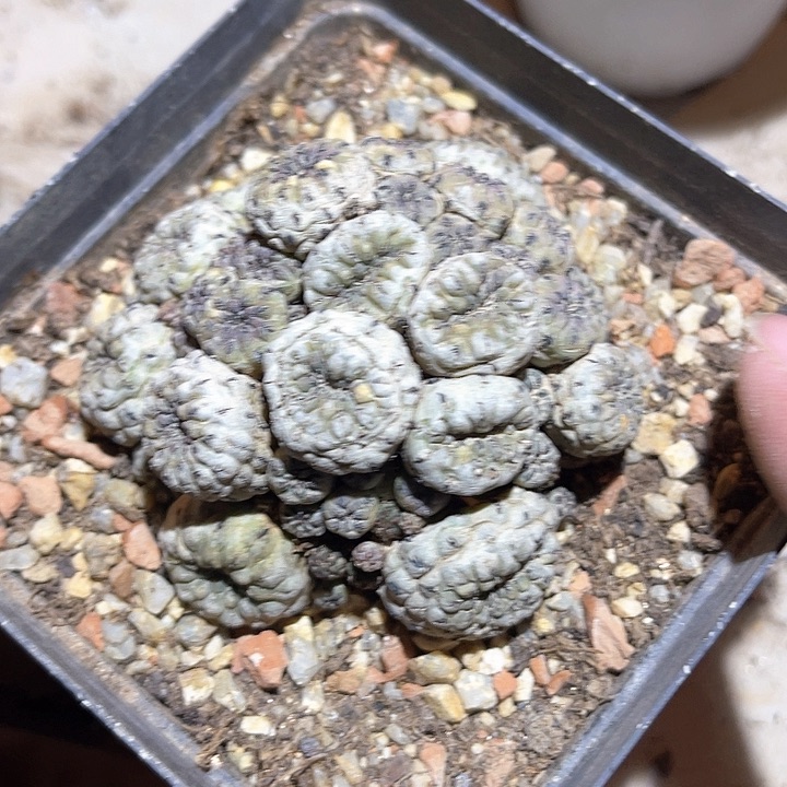 满38包邮2天凑单，脱土晾根发货多肉植物