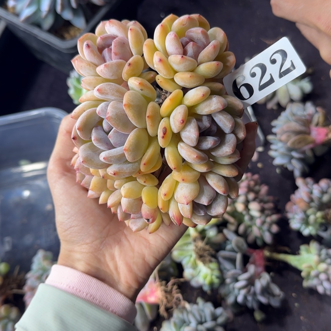 黄皮橙一物一拍有砍622