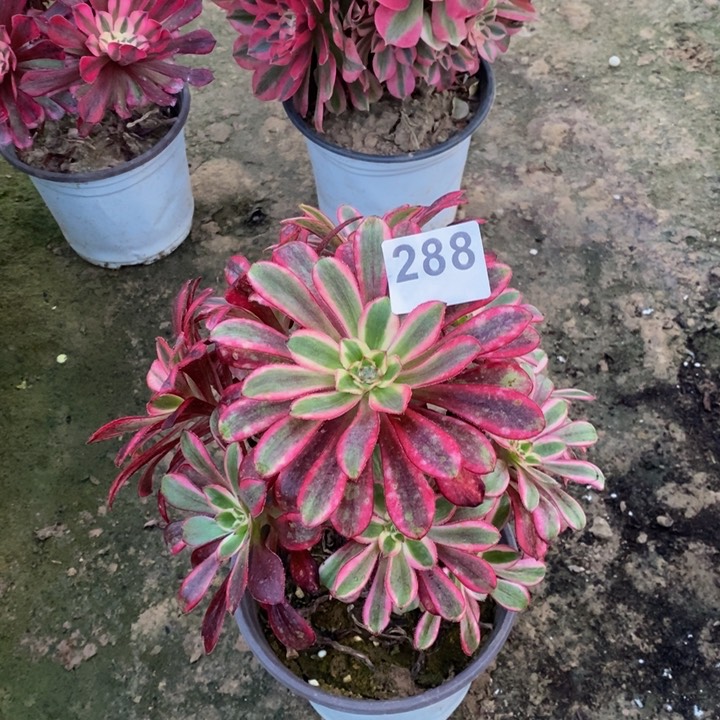 288香奈儿手捧多肉