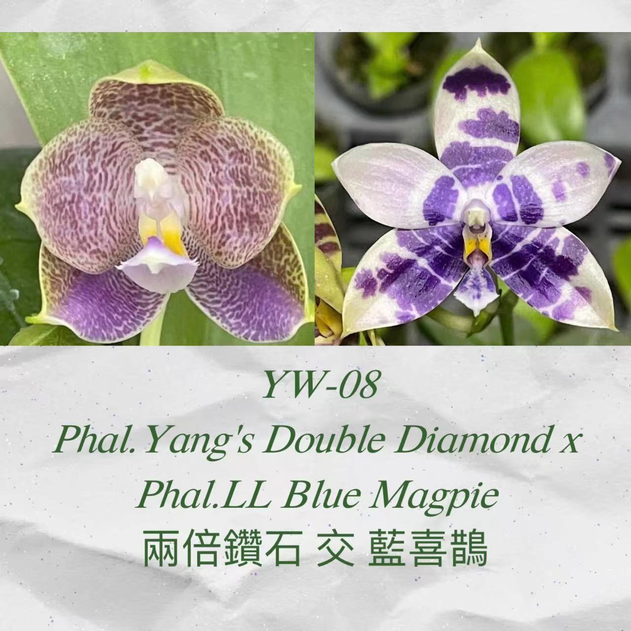 2颗1.7寸 yw08两倍钻石交蓝喜鹊-苗【一大送一小】 叶瑕无根 