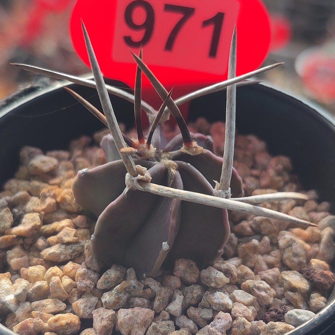 仙人球实生水牛角