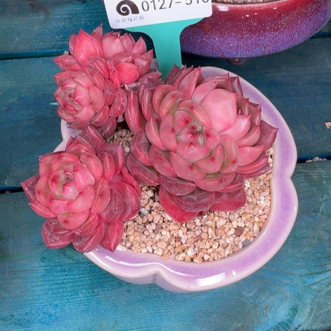 从前慢花园雪雪多肉0127-510