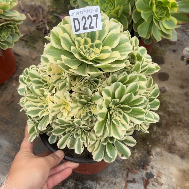 迈巴赫……多肉植物……