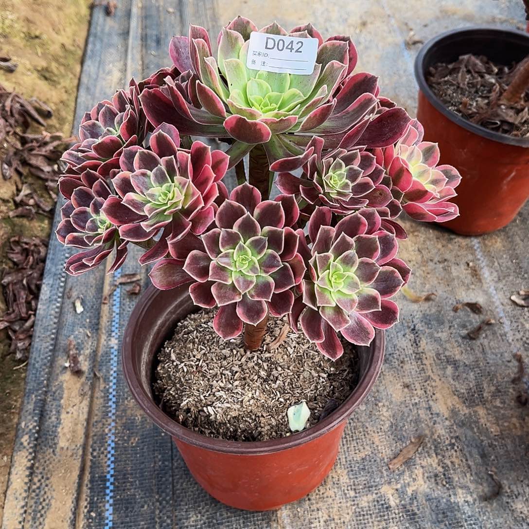 晓***雅无花朵多肉植物042金丝雀
