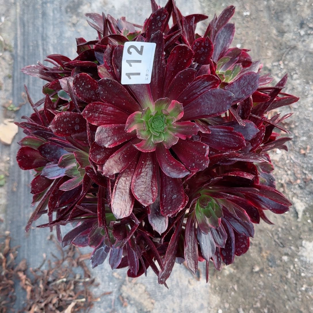 112多肉植物多肉