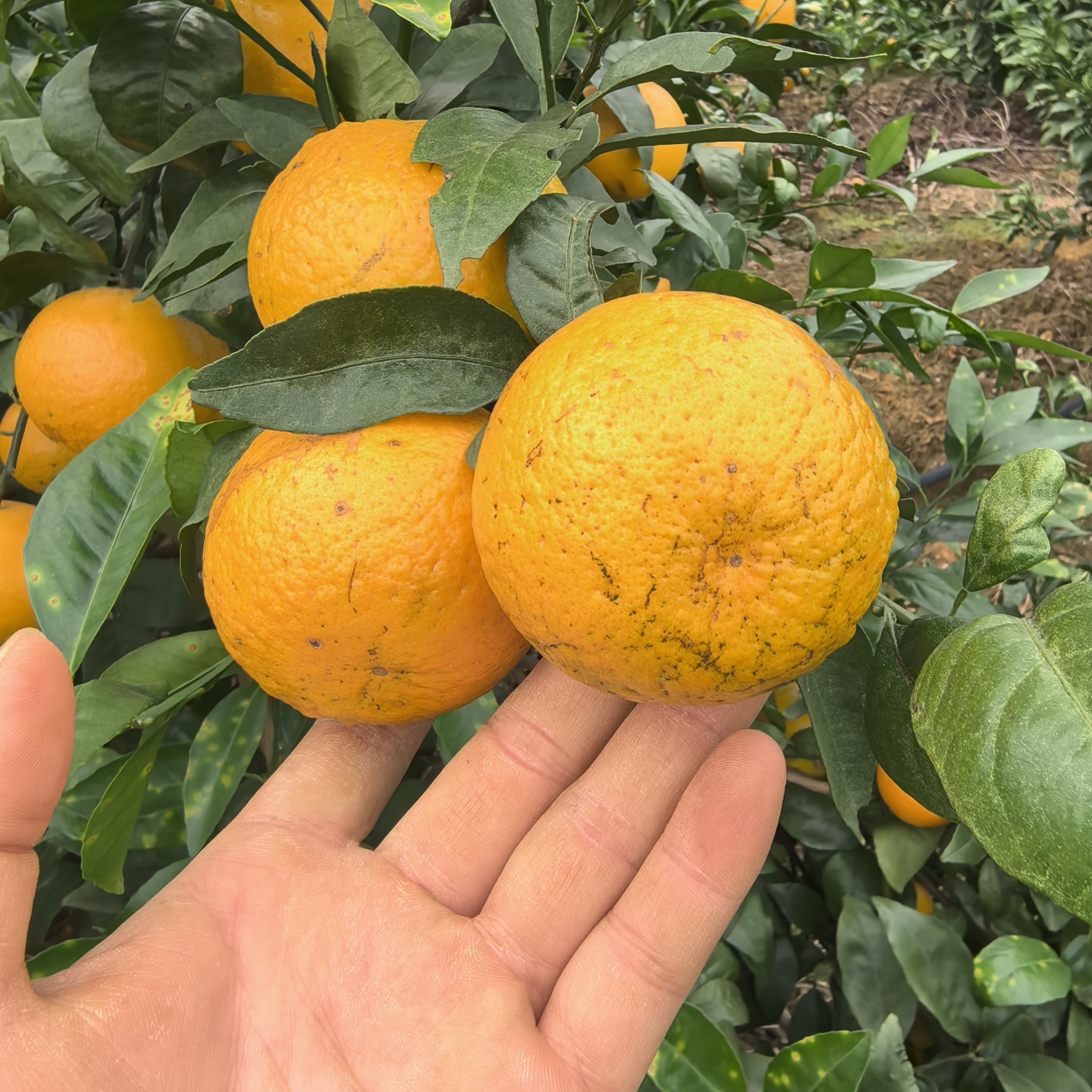 [福利5斤装]正宗武鸣沃柑新鲜现摘当季水果鲜甜多汁