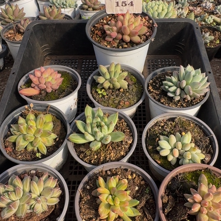 154多肉植物一物一拍