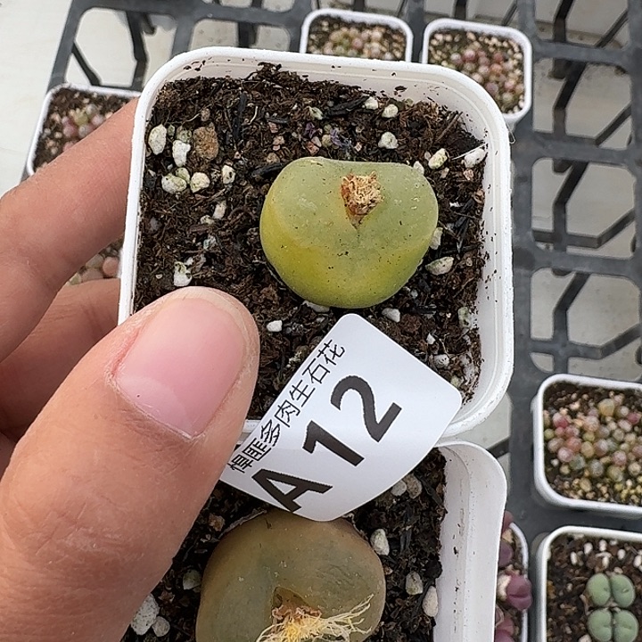 12多肉植物多肉植物