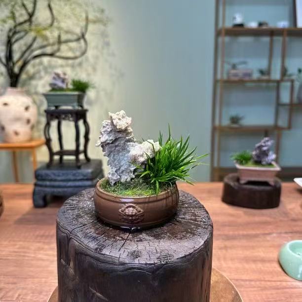 紫砂盆微景观菖蒲