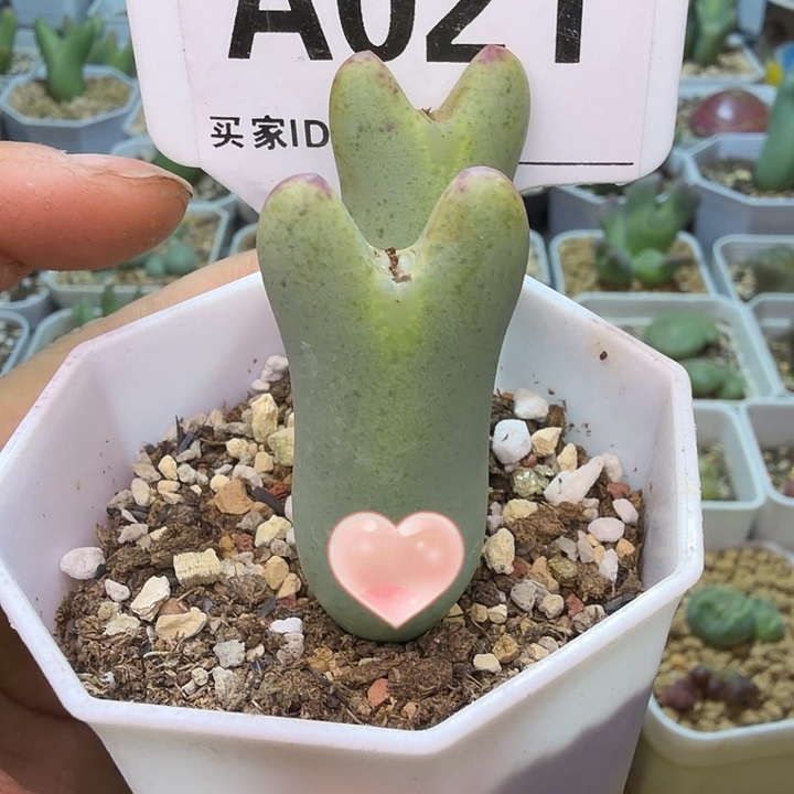 021。满38包邮肉锥