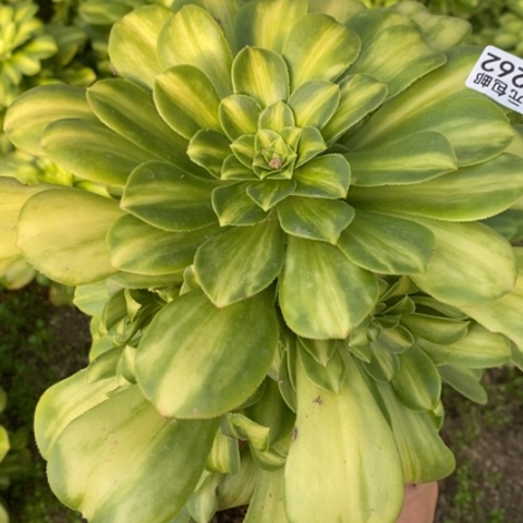 262七彩琉璃满25包邮多肉