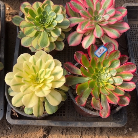 864多肉植物组合