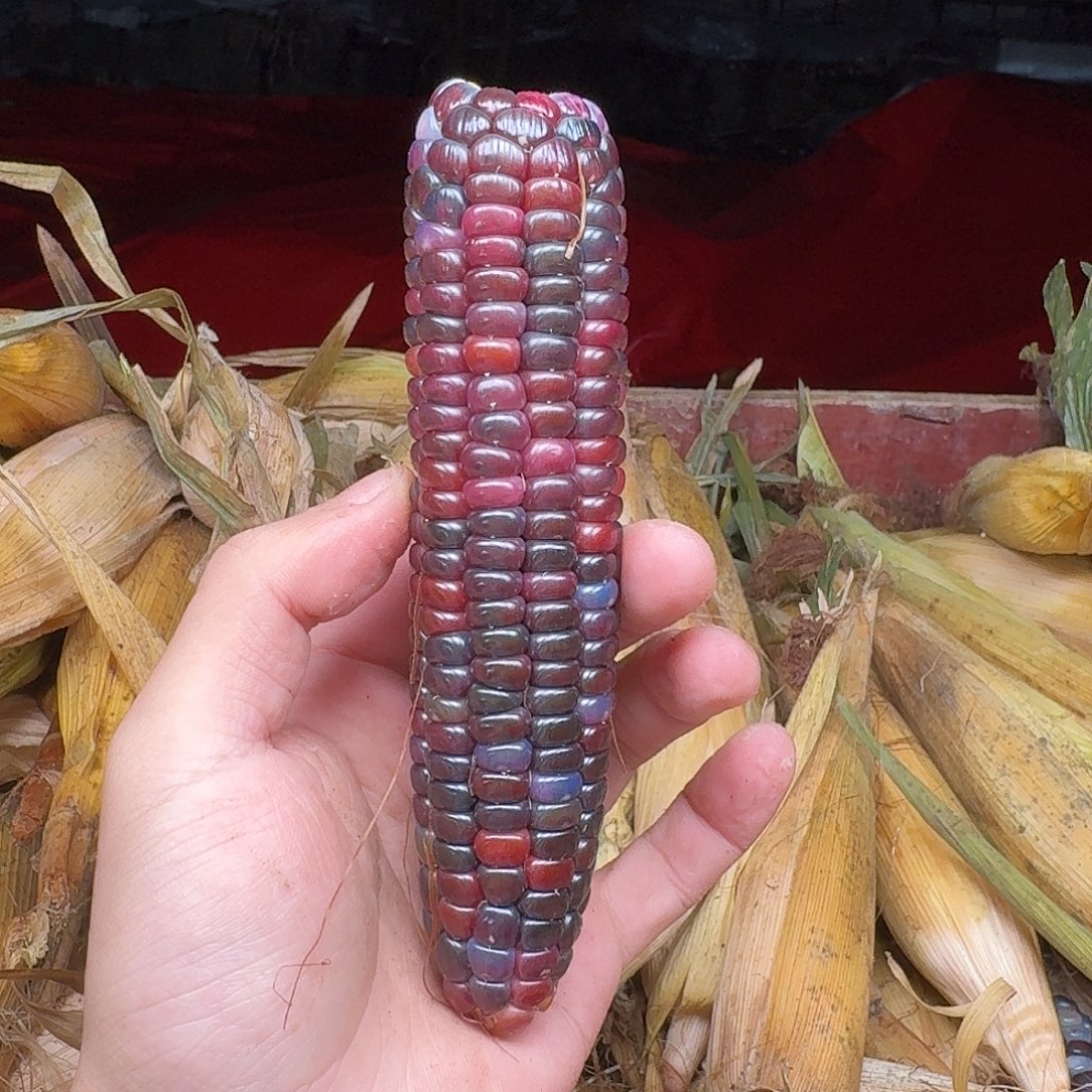 林***玺吊坠柏香籽/百香籽