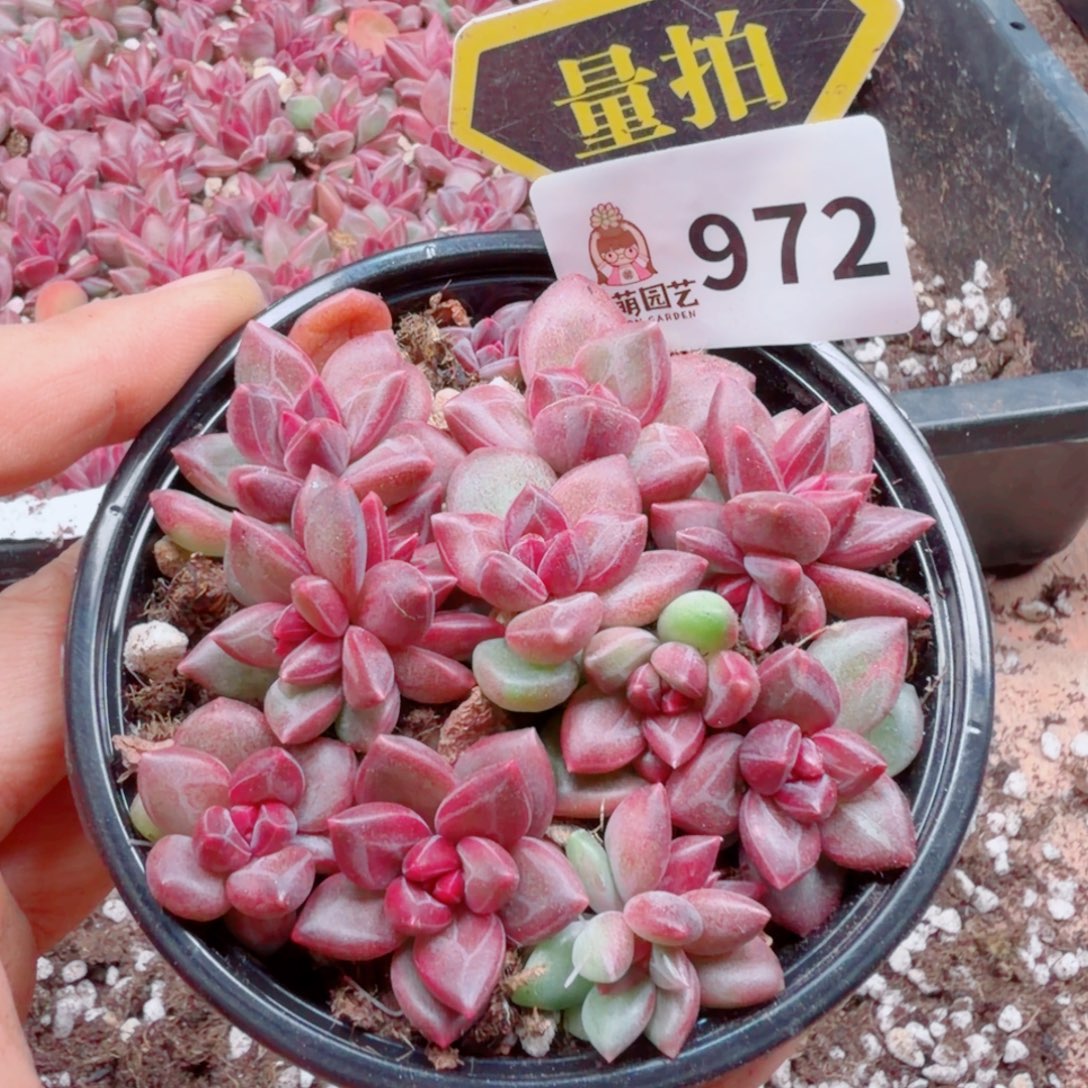 多肉植物多肉植物