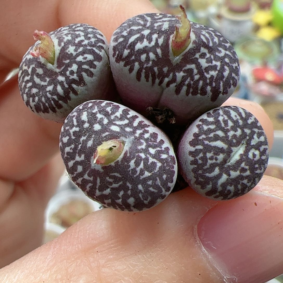 【闪购商品】287 墨