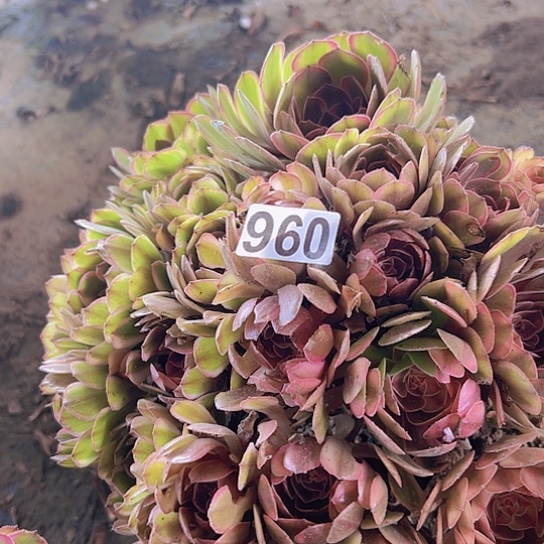 用***0多肉植物一个万七彩