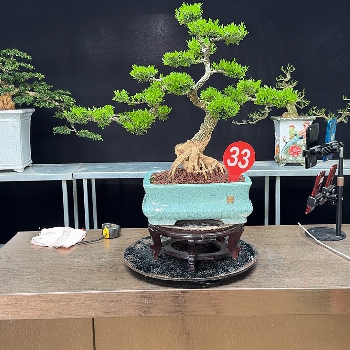 无花朵黄杨黄杨黄杨黄杨