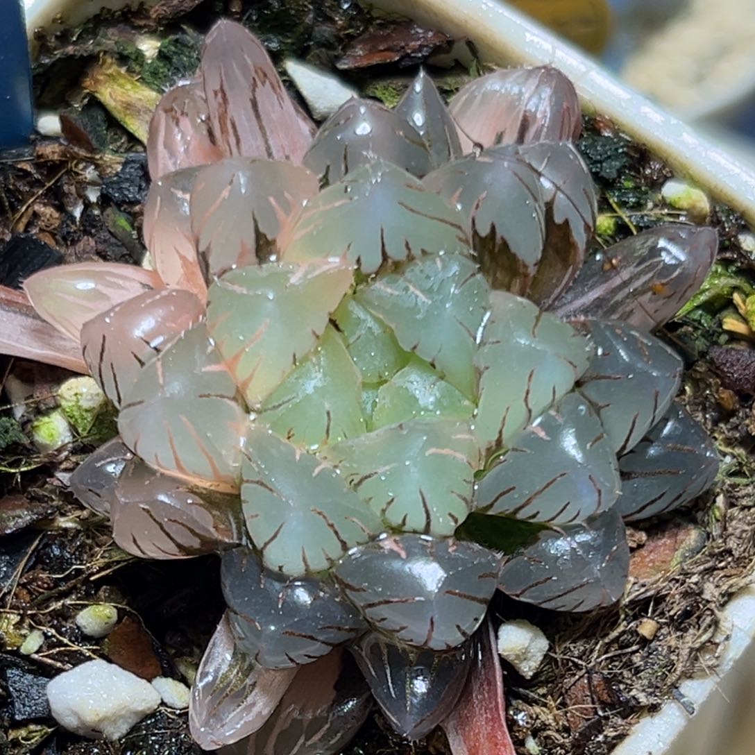 恭喜发财大吉大利900