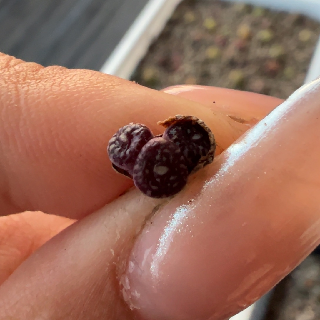 下播福利多肉多肉