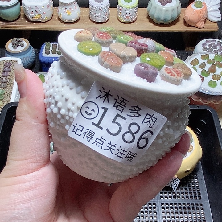精美盆栽 一物一拍1586