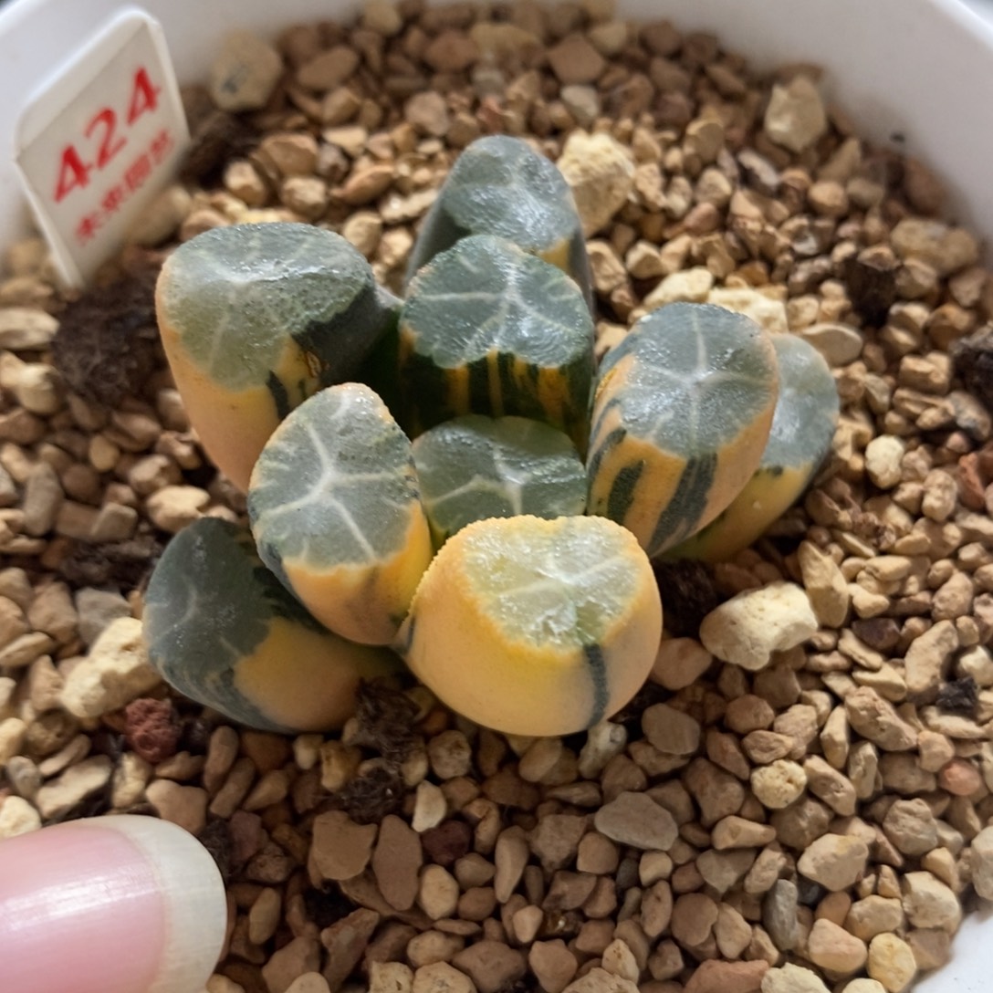 424实生万象锦一物一拍