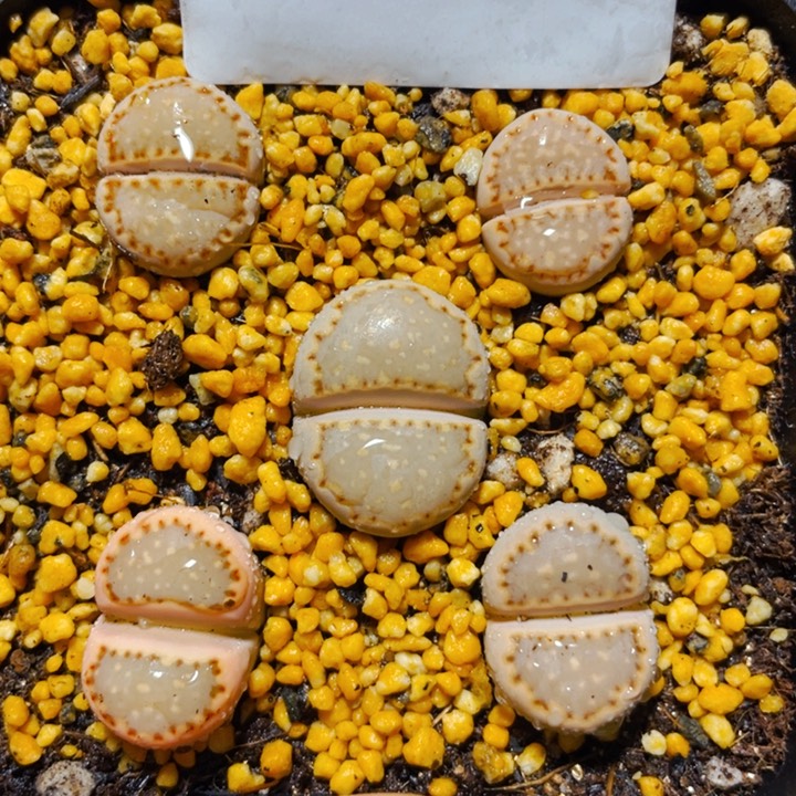 792饼干母本带盆