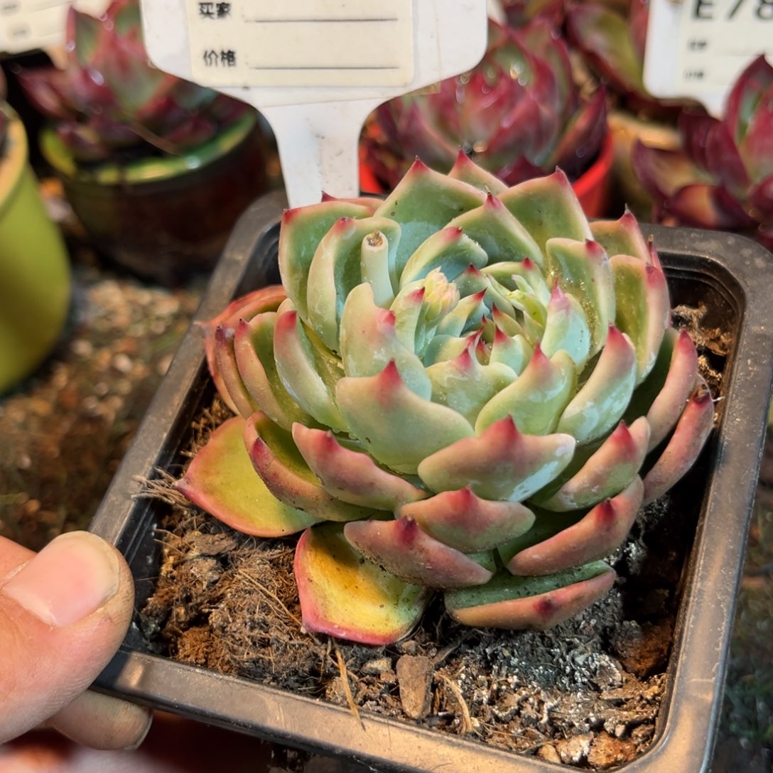 惊鸿一瞥733号多肉