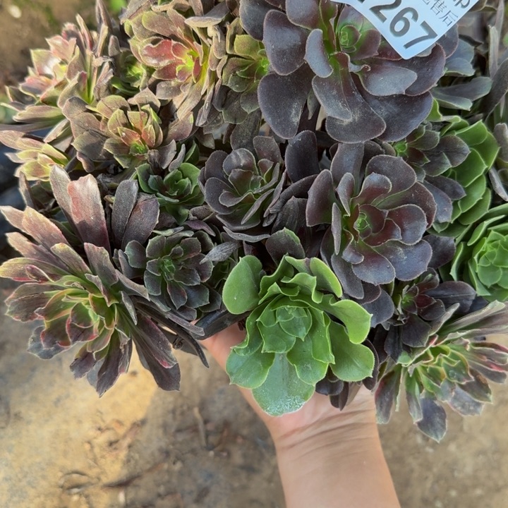 31267花姑娘多肉植物