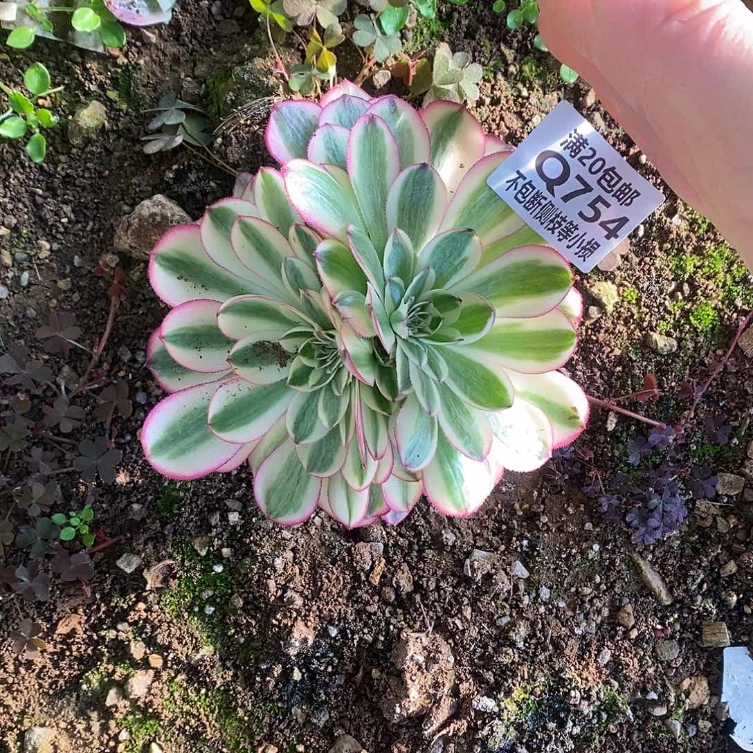 754倾城缀化多肉法师锦