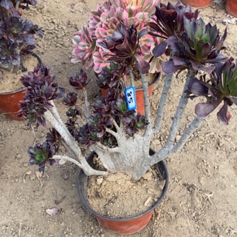 黑法师缀一物一拍