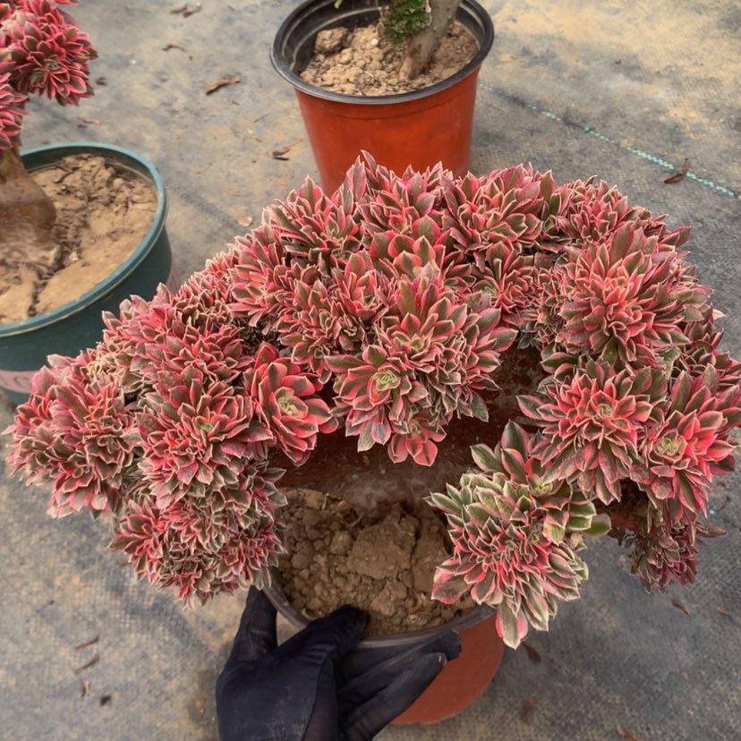 【闪购商品】微驼背 法师