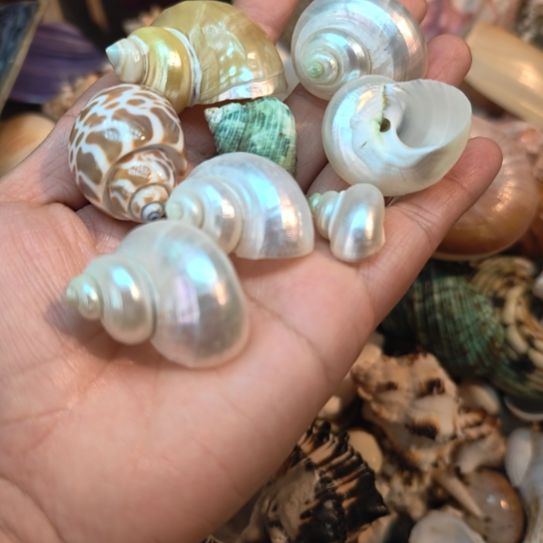 石材天然海螺贝壳寄居蟹替换壳