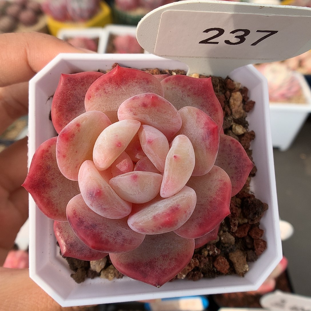 237玫瑰星影多肉植物