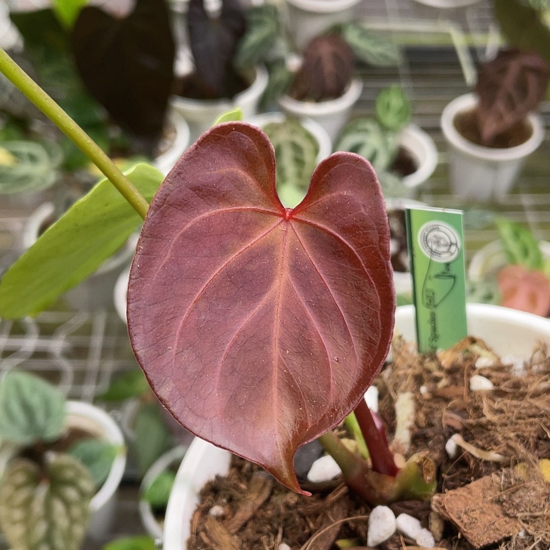 完全开放进口kos养定