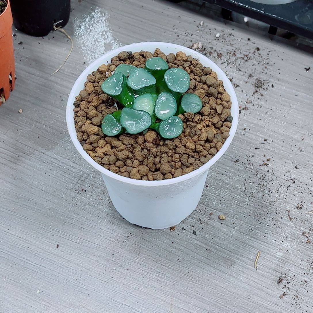 空门万象一勿一拍