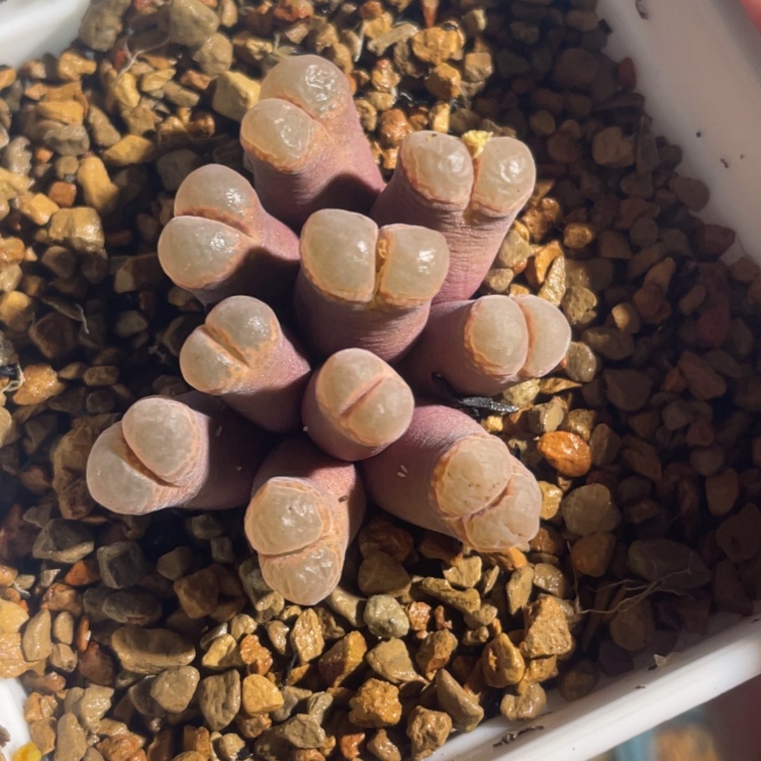 红风铃群生植物一物一拍