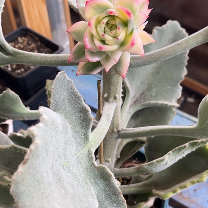 湾***神多肉植物哇啦塞东云锦
