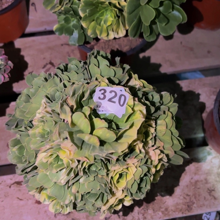 320七彩多肉植物不售后