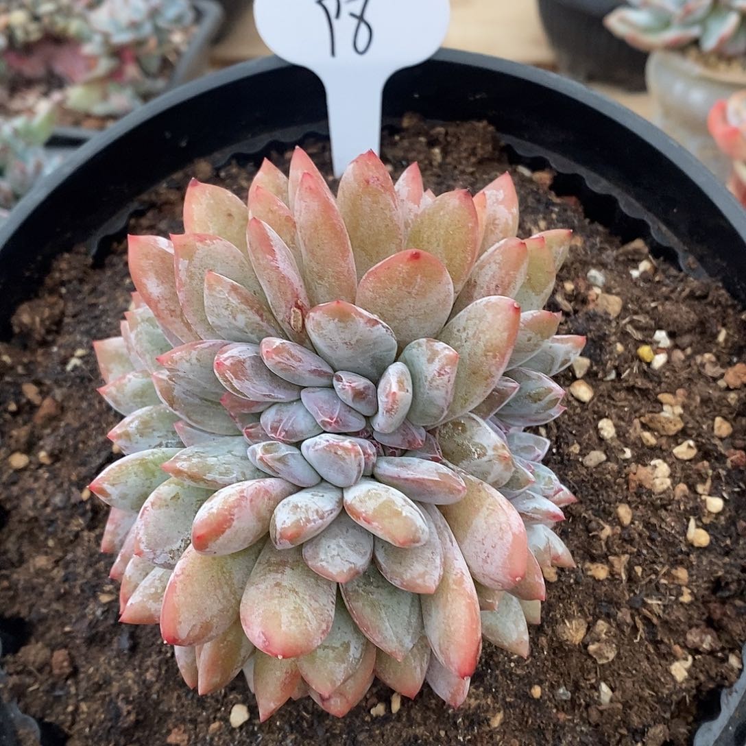 缀哈哈哈哈哈哈哈