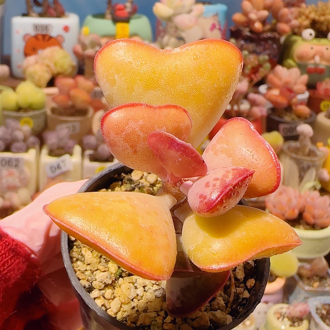 T爱心水泡盆口5cm