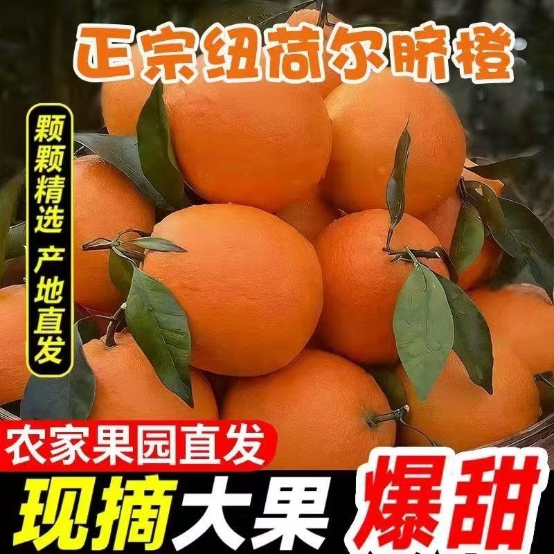 正宗圆红纽荷尔脐橙新鲜应季水果薄皮橙子胜赣南脐橙整箱批发