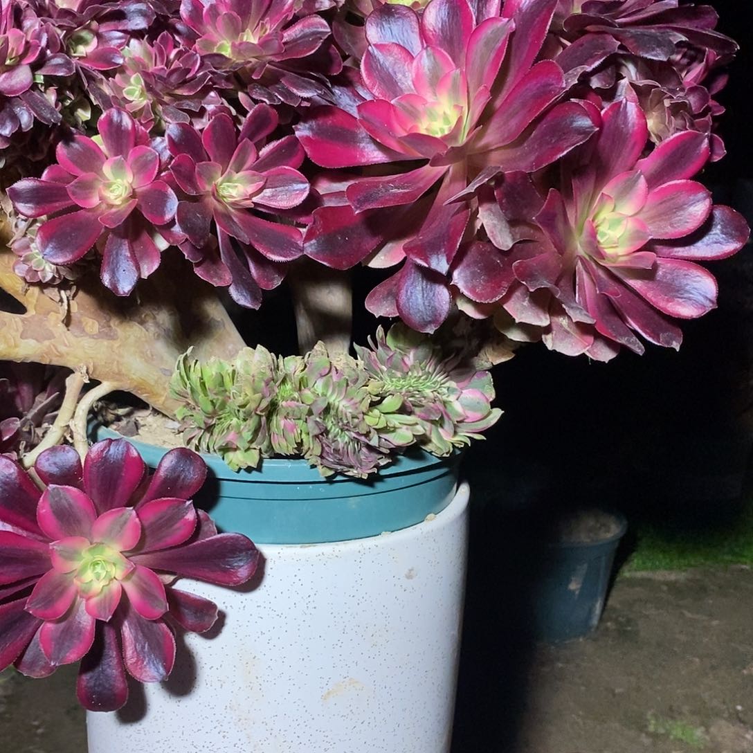 多肉植物三号美杜莎缀化