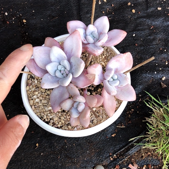 一***家平头粉兔多肉植物