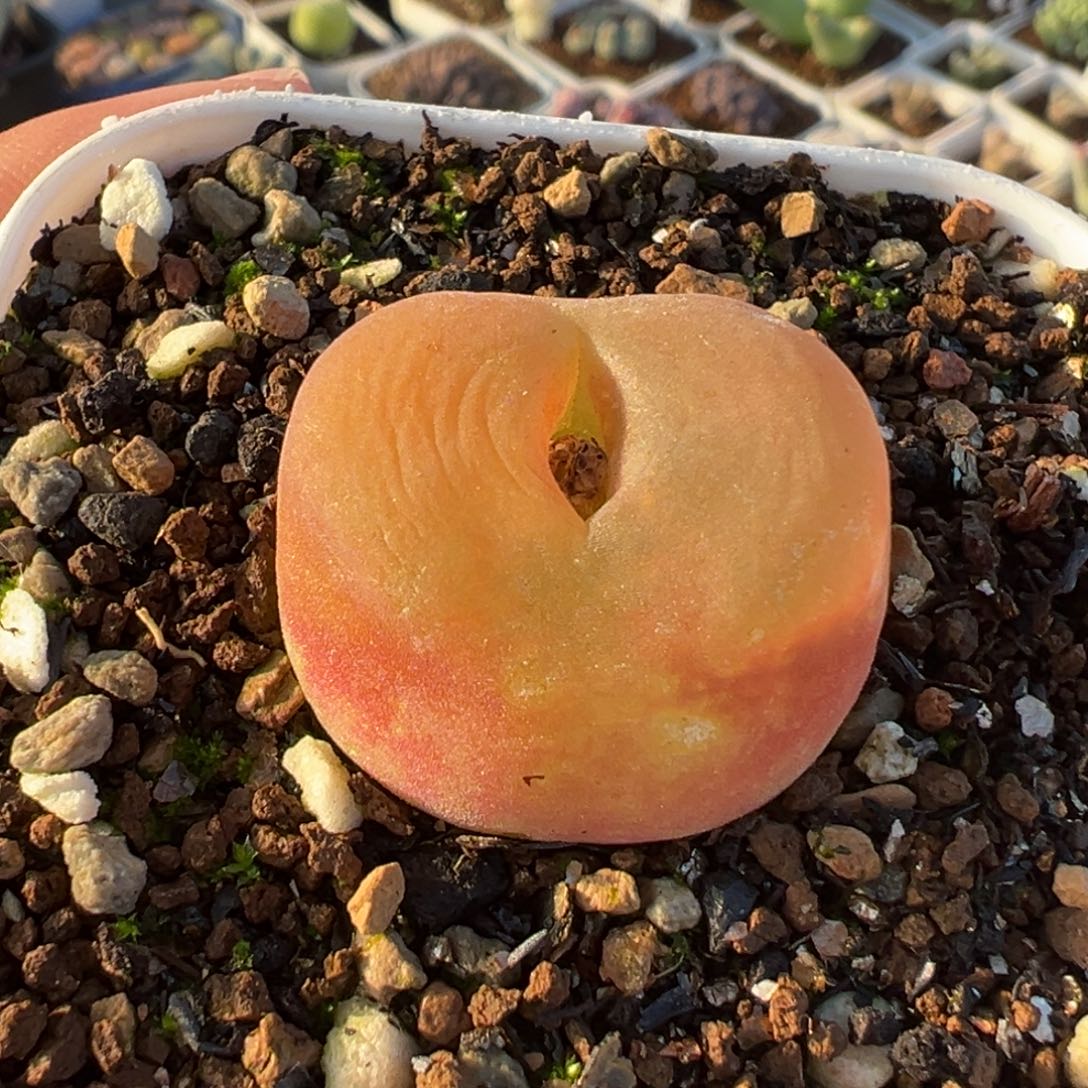 水蜜桃多肉植物盆栽栽培
